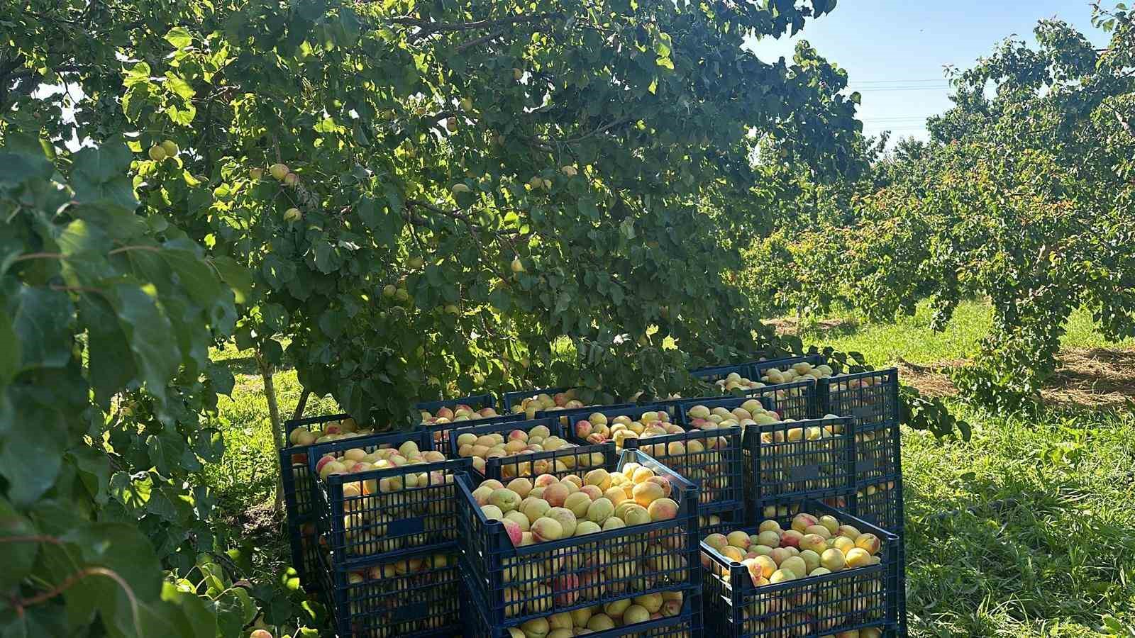 Kağızman’da sarı altın hasadı başladı