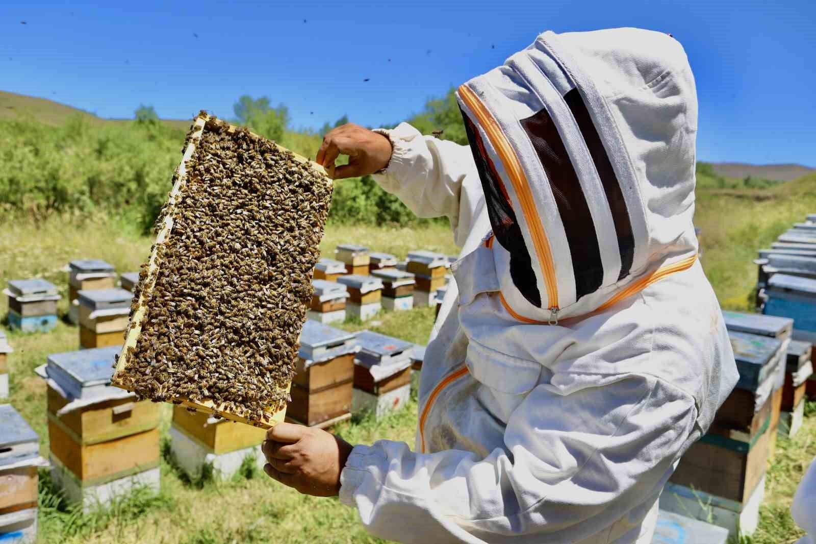 Devlet desteğiyle arıcılığa başlayan kadın girişimci, yıl içinde tonlarca verim alıyor
