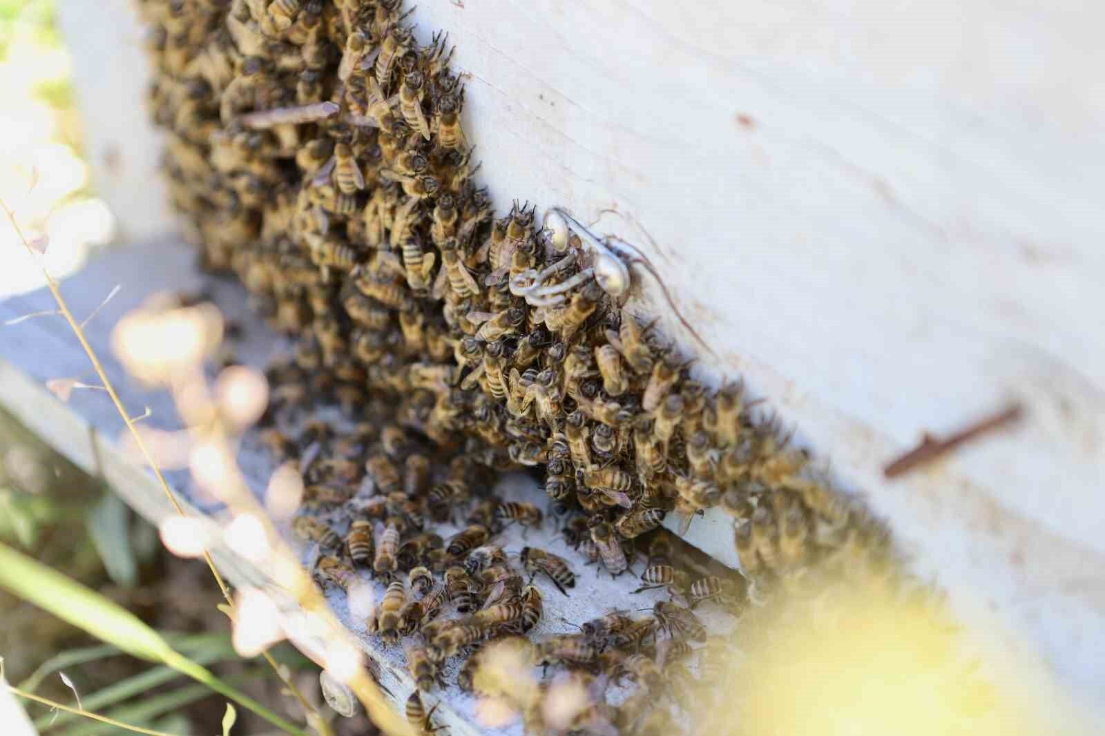 Devlet desteğiyle arıcılığa başlayan kadın girişimci, yıl içinde tonlarca verim alıyor