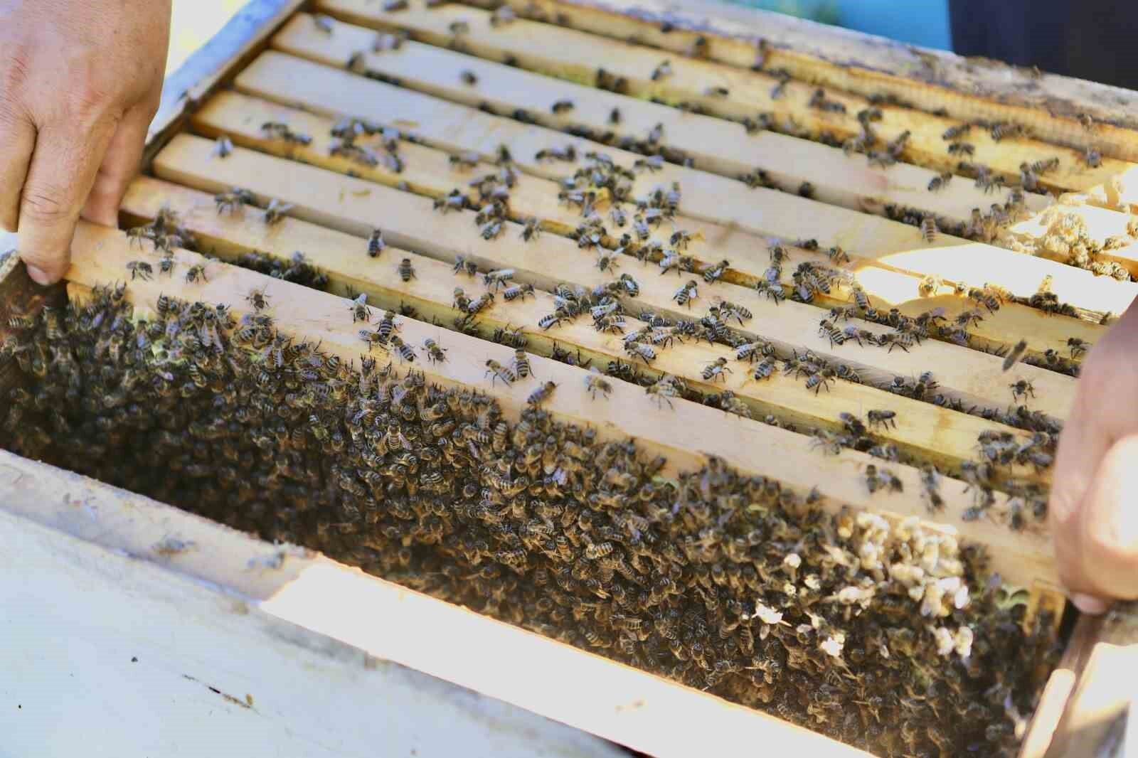 Devlet desteğiyle arıcılığa başlayan kadın girişimci, yıl içinde tonlarca verim alıyor