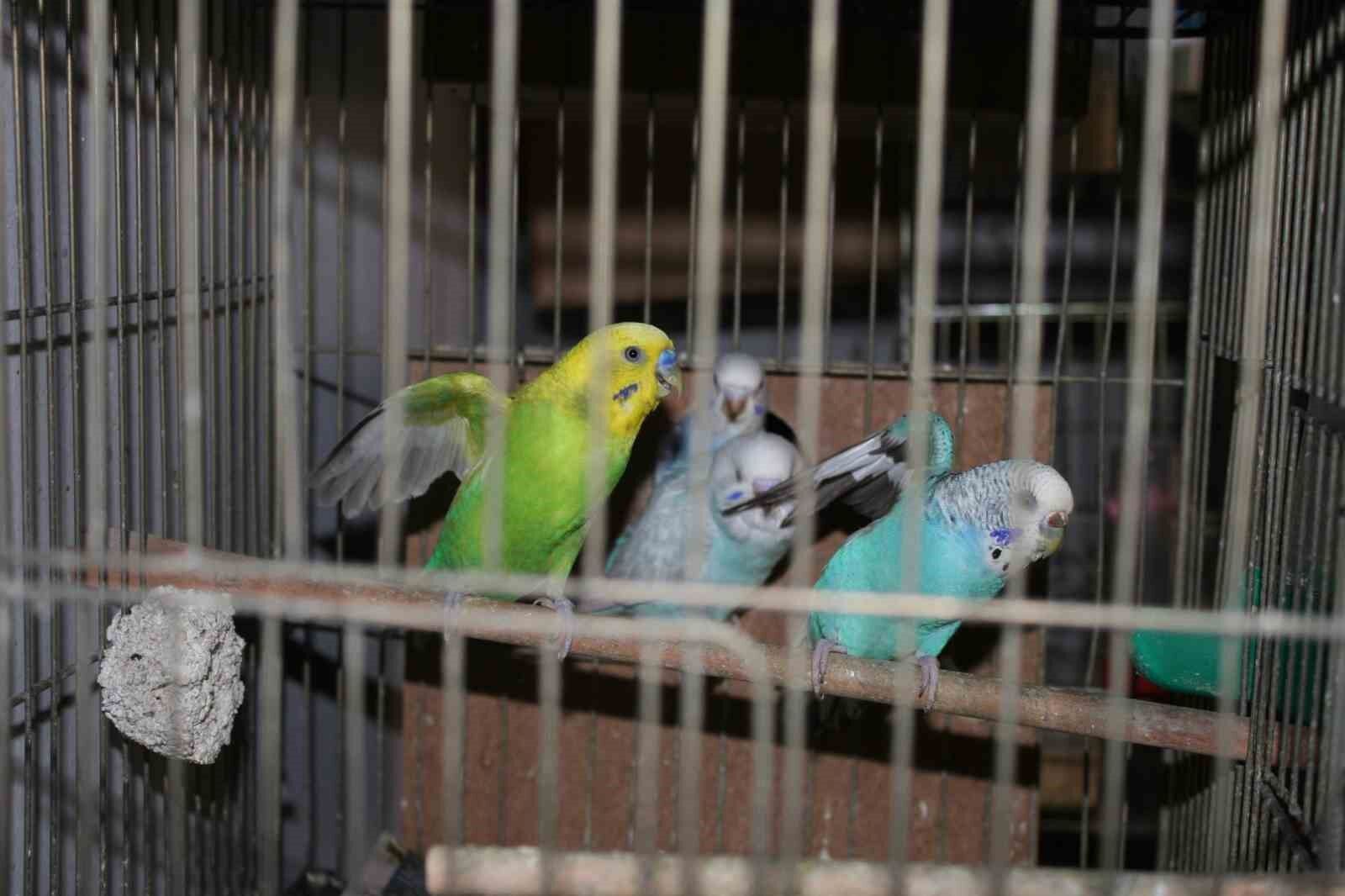 Evinde muhabbet kuşu besleyenler dikkat