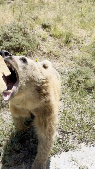 Eliyle beslemek istediği ayının saldırısına uğradı