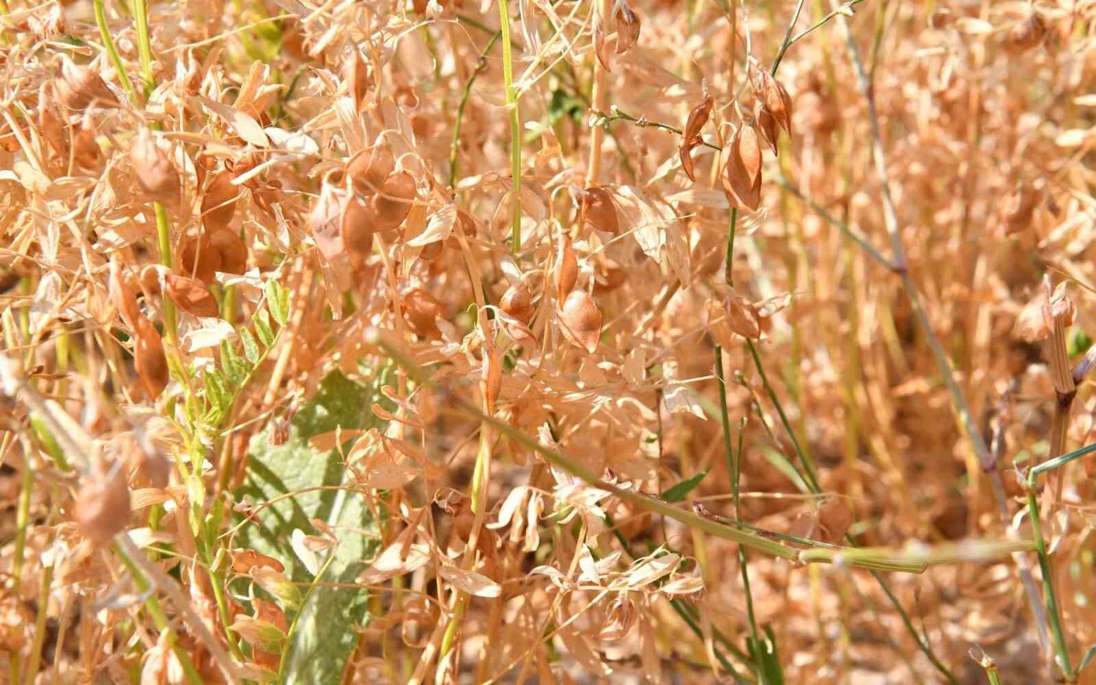 Kırşehir’de nohut ve mercimek hasadı başladı