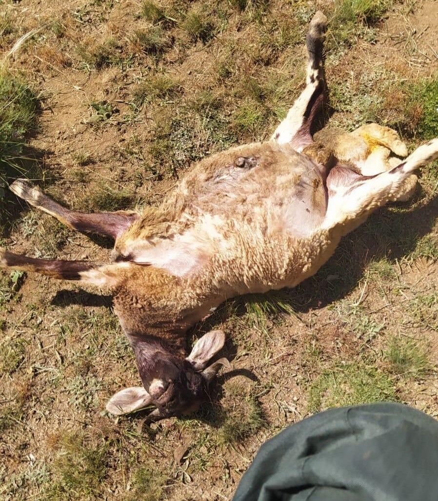 Başkale’de kurtlar sürüye saldırdı: 120 koyun telef oldu