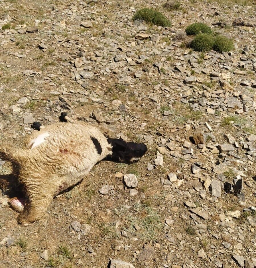 Başkale’de kurtlar sürüye saldırdı: 120 koyun telef oldu