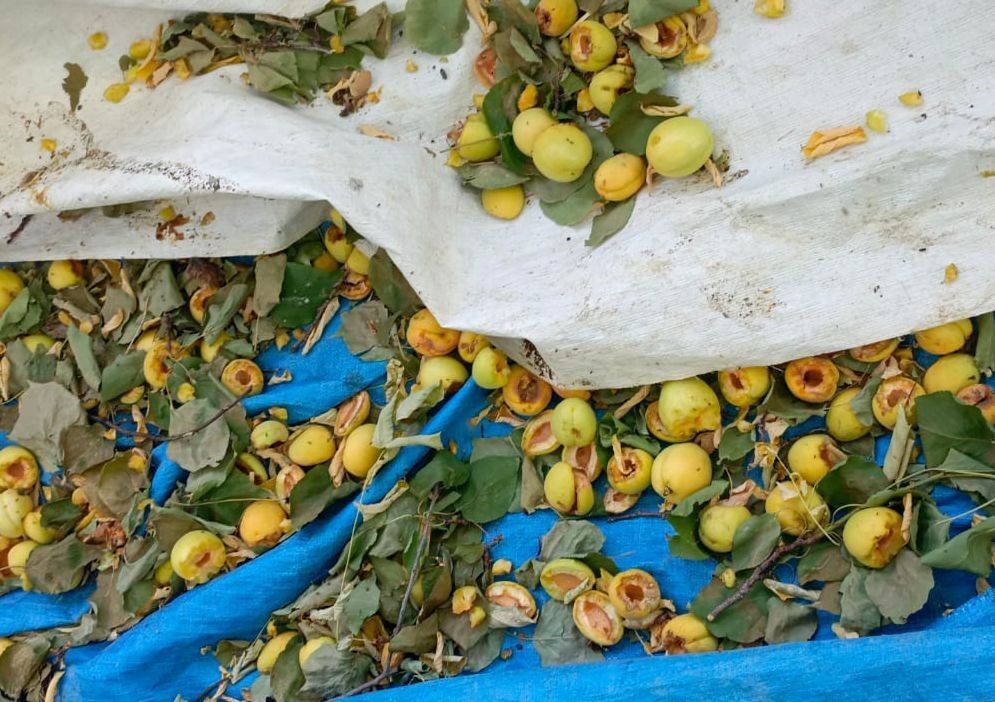 Ağaçlara ağaçkakanlar dadandı, kayısılar çöp oldu