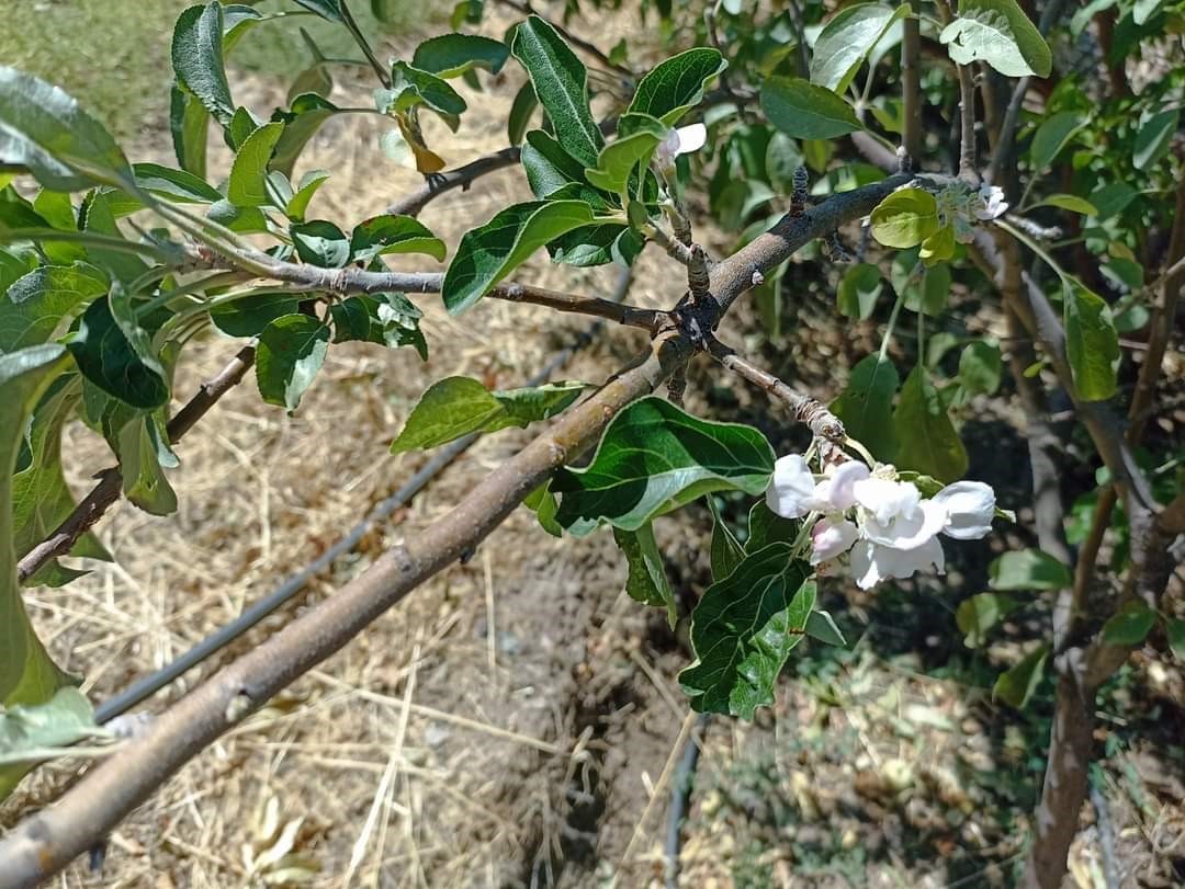 Tunceli’de elma ağacı, üzerinde meyve varken aynı zamanda çiçek açtı