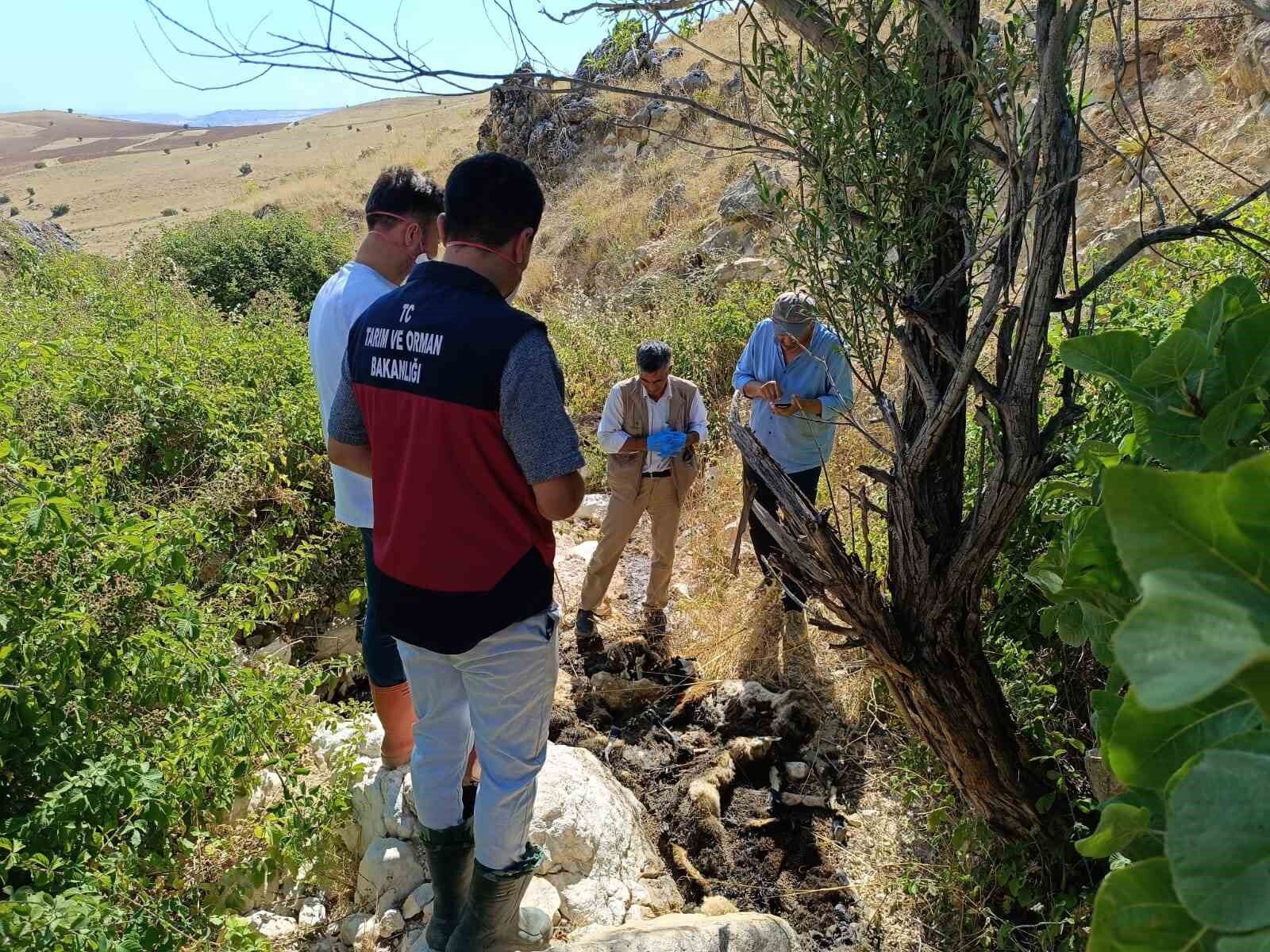 Biri uçurumdan atlayınca diğerleri peşinden koştu: 43 koyun telef oldu