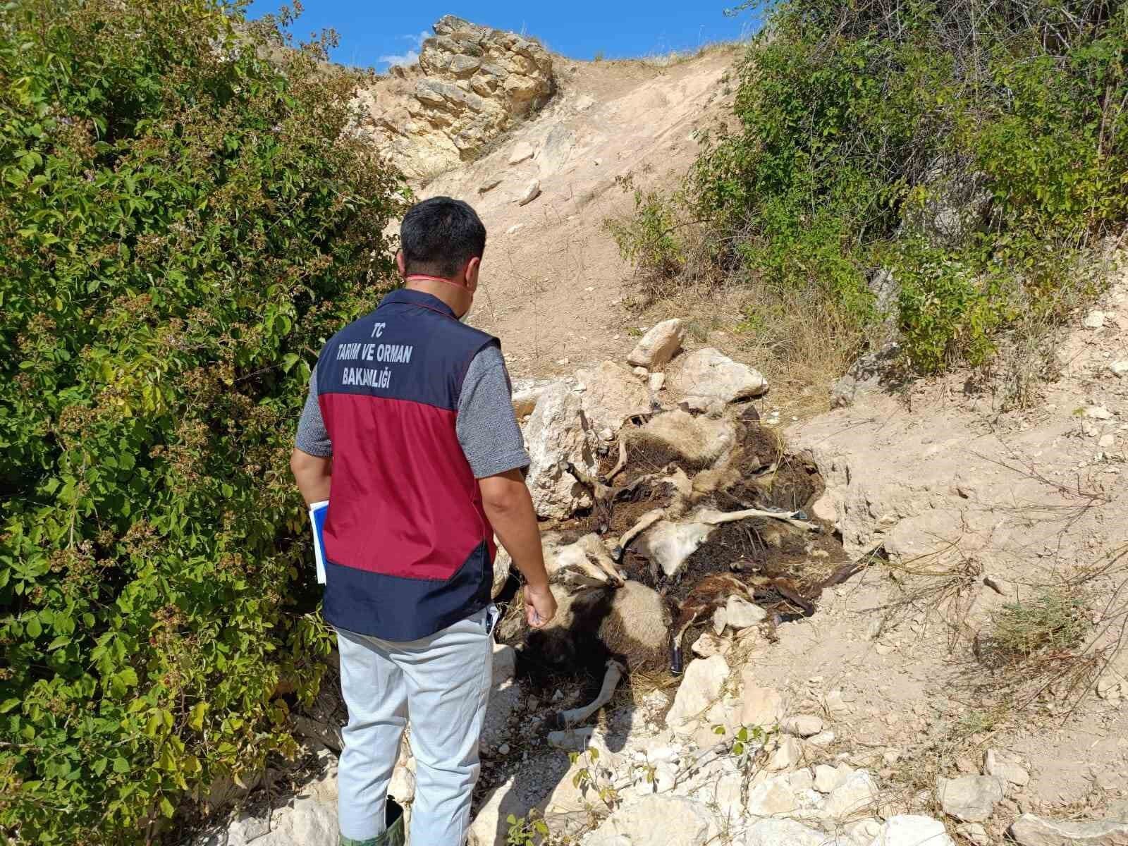 Biri uçurumdan atlayınca diğerleri peşinden koştu: 43 koyun telef oldu