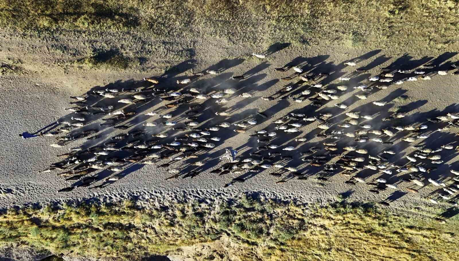 Sürülerin tozlu ve zorlu yolculuğu başladı