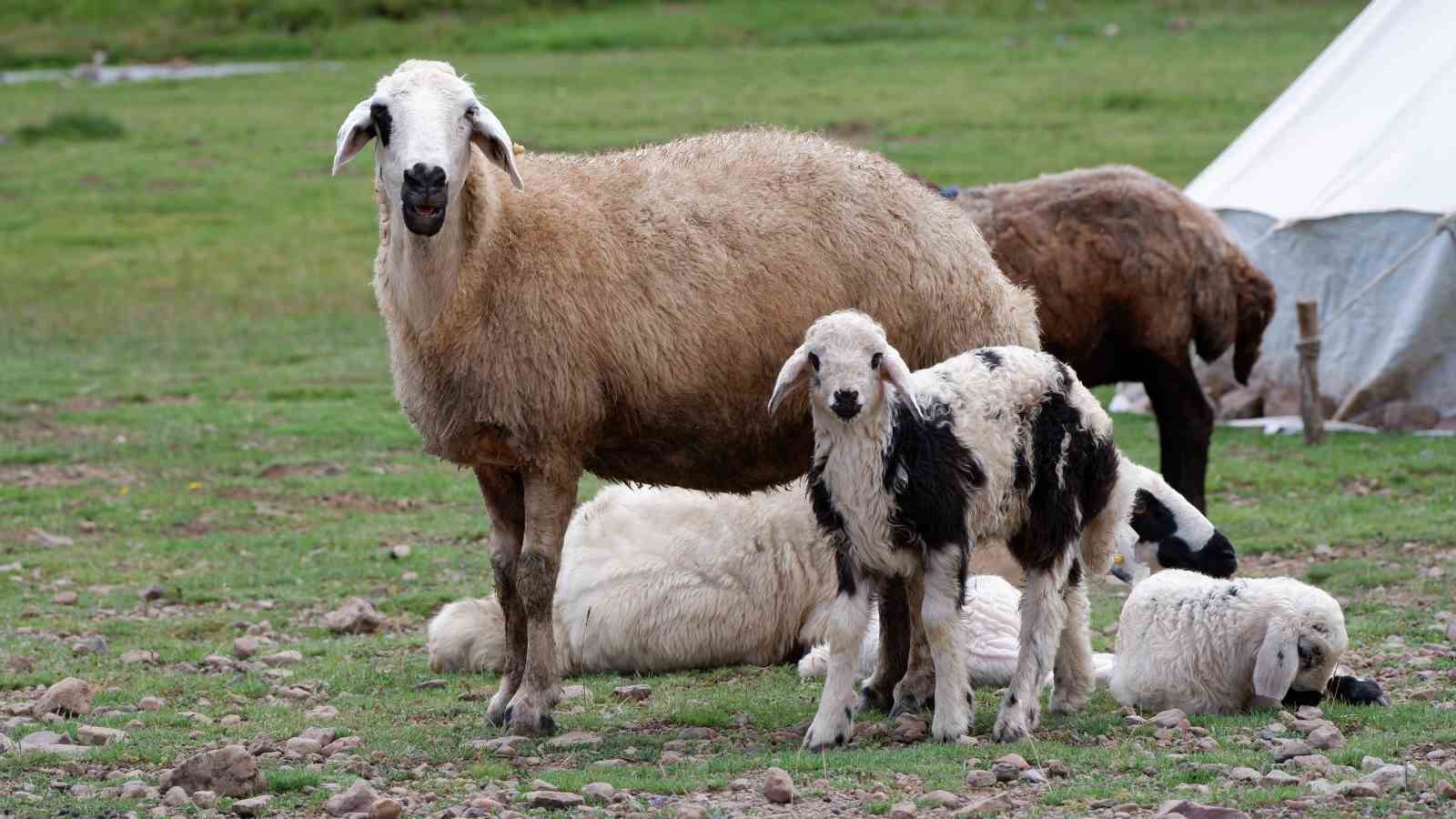 Erzurum’da 3 bin rakımda 3 yüz çadır kurulu