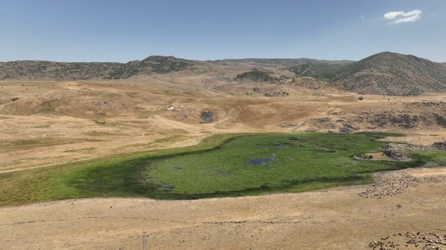 Muş’ta tespit edilen nilüferler koruma altına alınacak