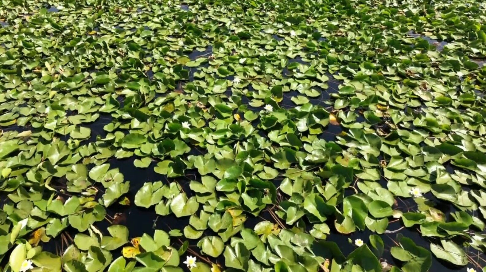 Muş’ta tespit edilen nilüferler koruma altına alınacak
