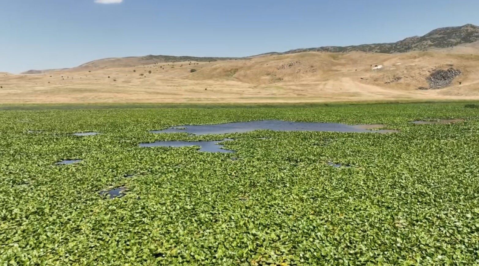 Muş’ta tespit edilen nilüferler koruma altına alınacak
