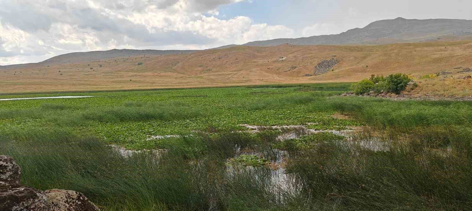 Muş’ta tespit edilen nilüferler koruma altına alınacak