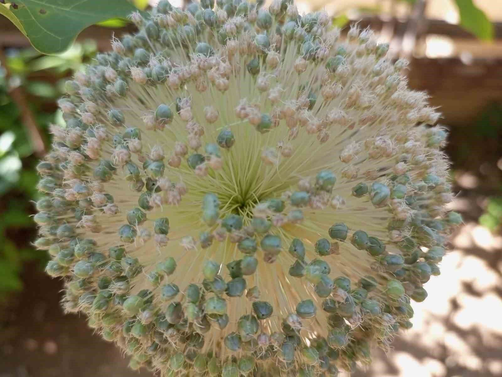 Sadece Tunceli’de yetişiyor: Toplamanın cezası 387 bin lira