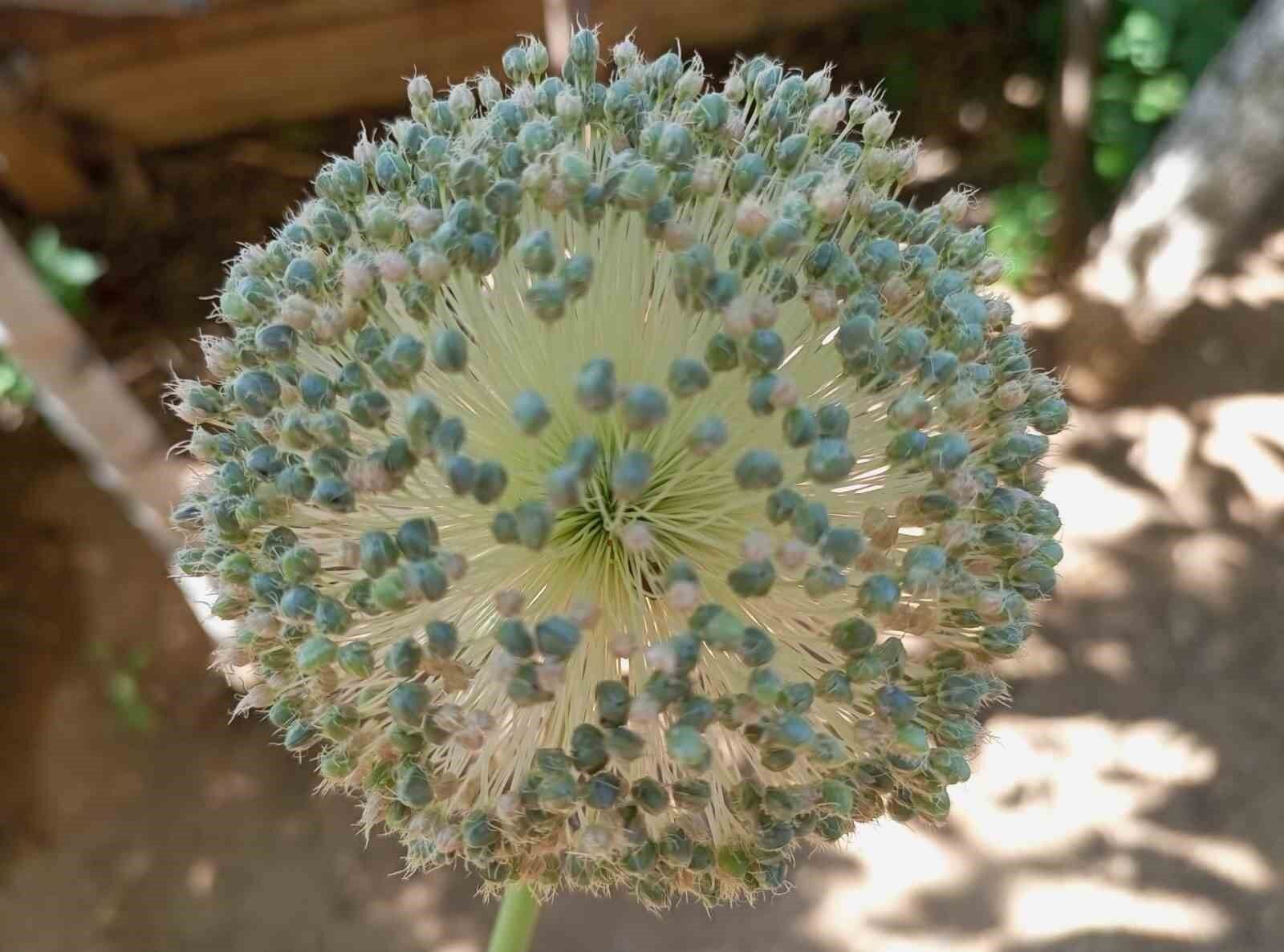 Sadece Tunceli’de yetişiyor: Toplamanın cezası 387 bin lira