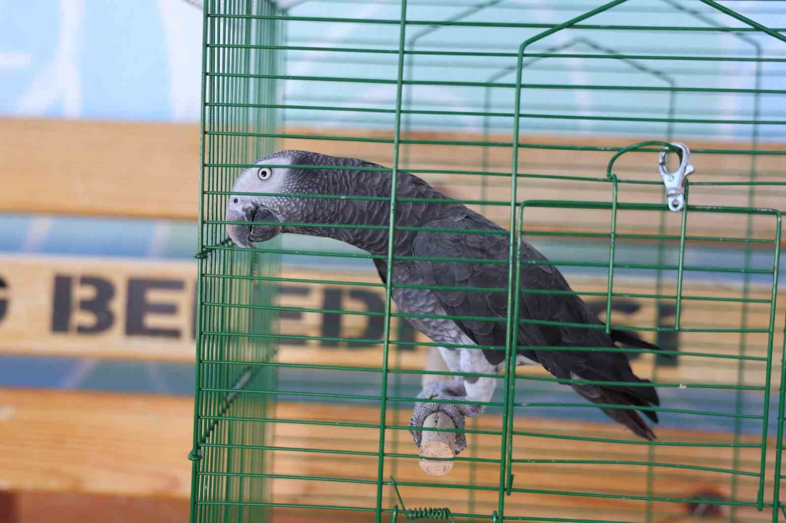 ’Kübra’ diye seslenen papağan, Tuba’sına kavuştu