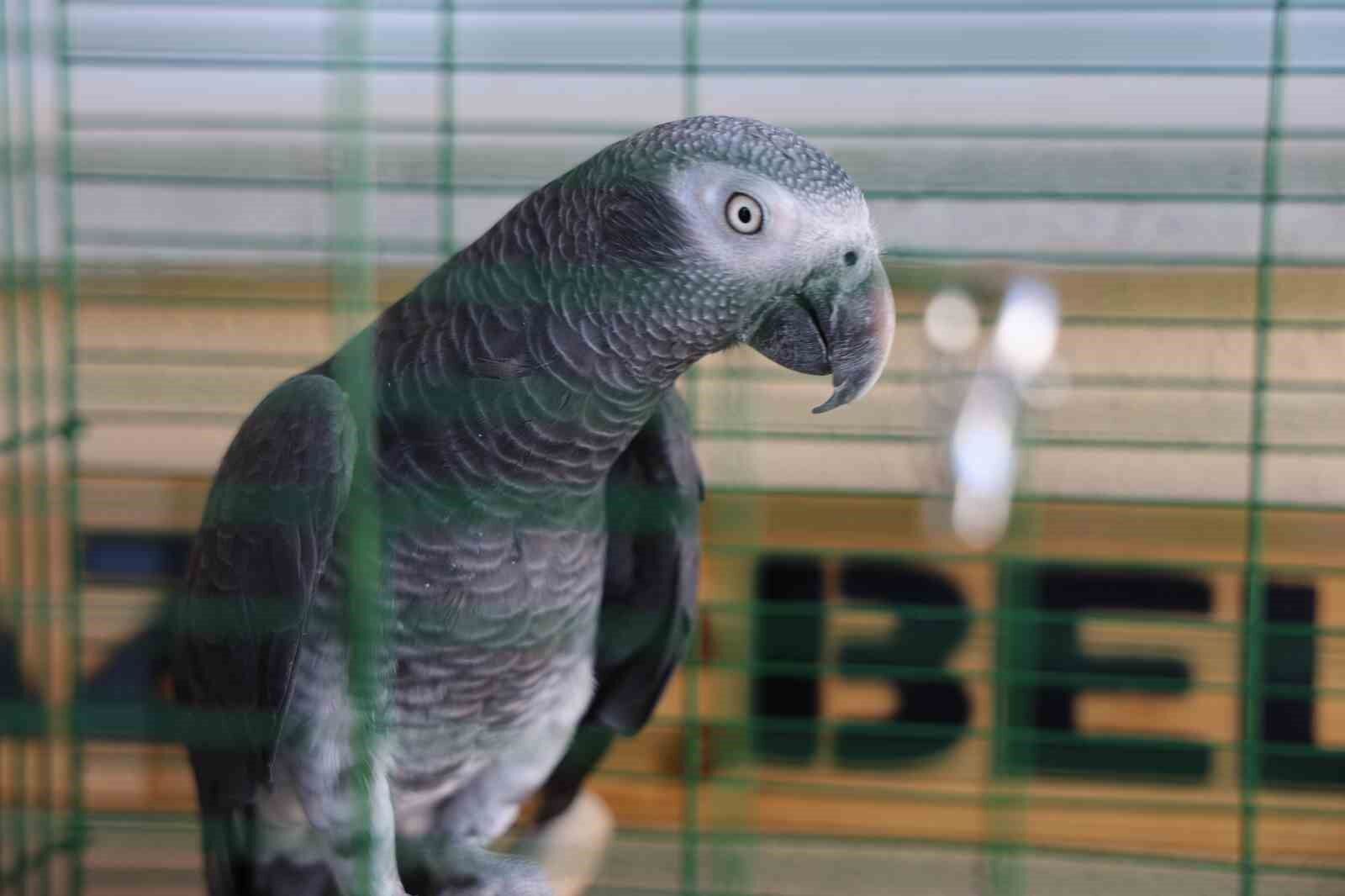 ’Kübra’ diye seslenen papağan, Tuba’sına kavuştu