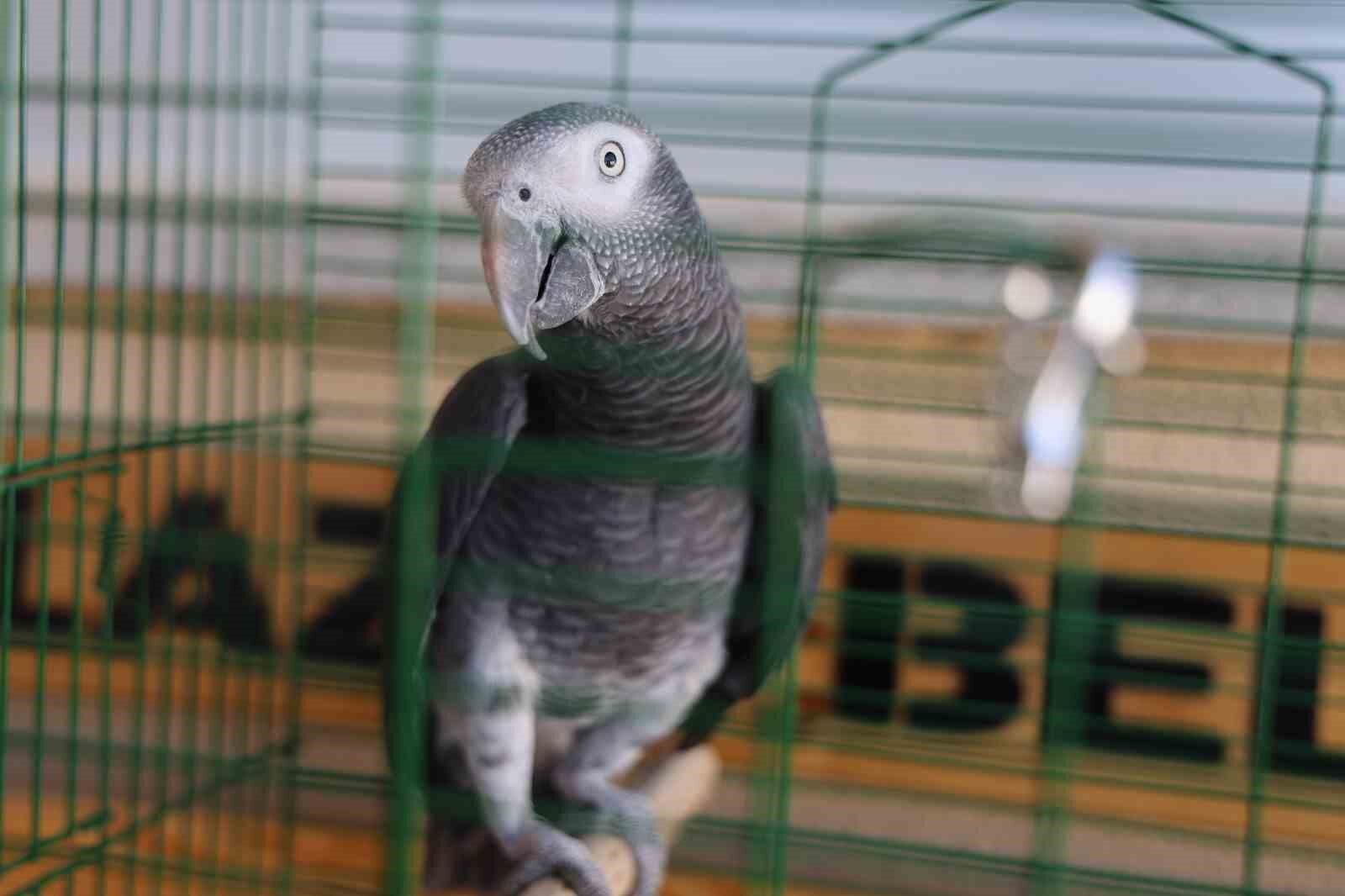 ’Kübra’ diye seslenen papağan, Tuba’sına kavuştu