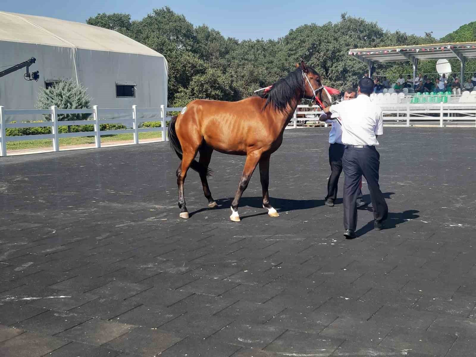 64 tayın satışından 26 milyon 640 bin TL gelir elde edildi