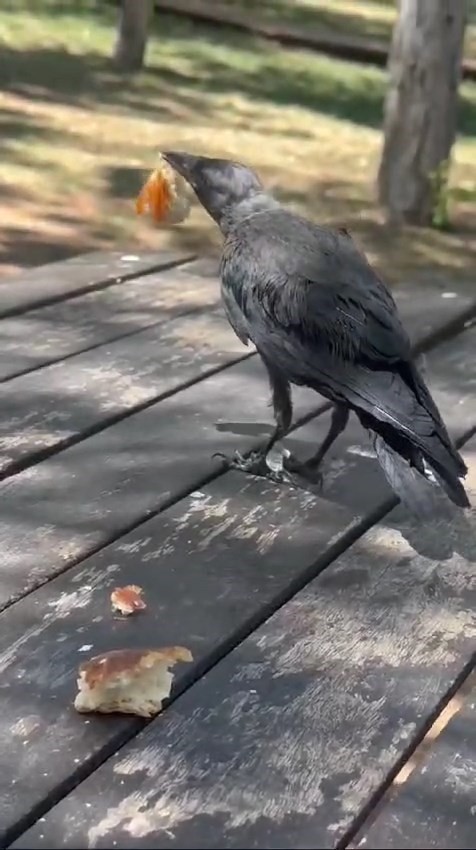 Masaya gelen karga kahvaltıya ortak oldu