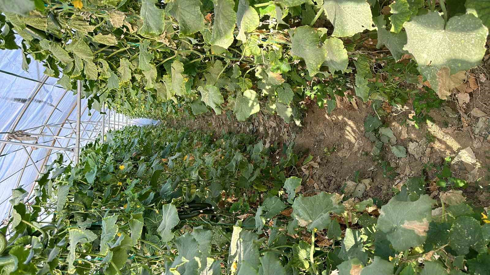 Yüksekova’da seracılık gelişiyor