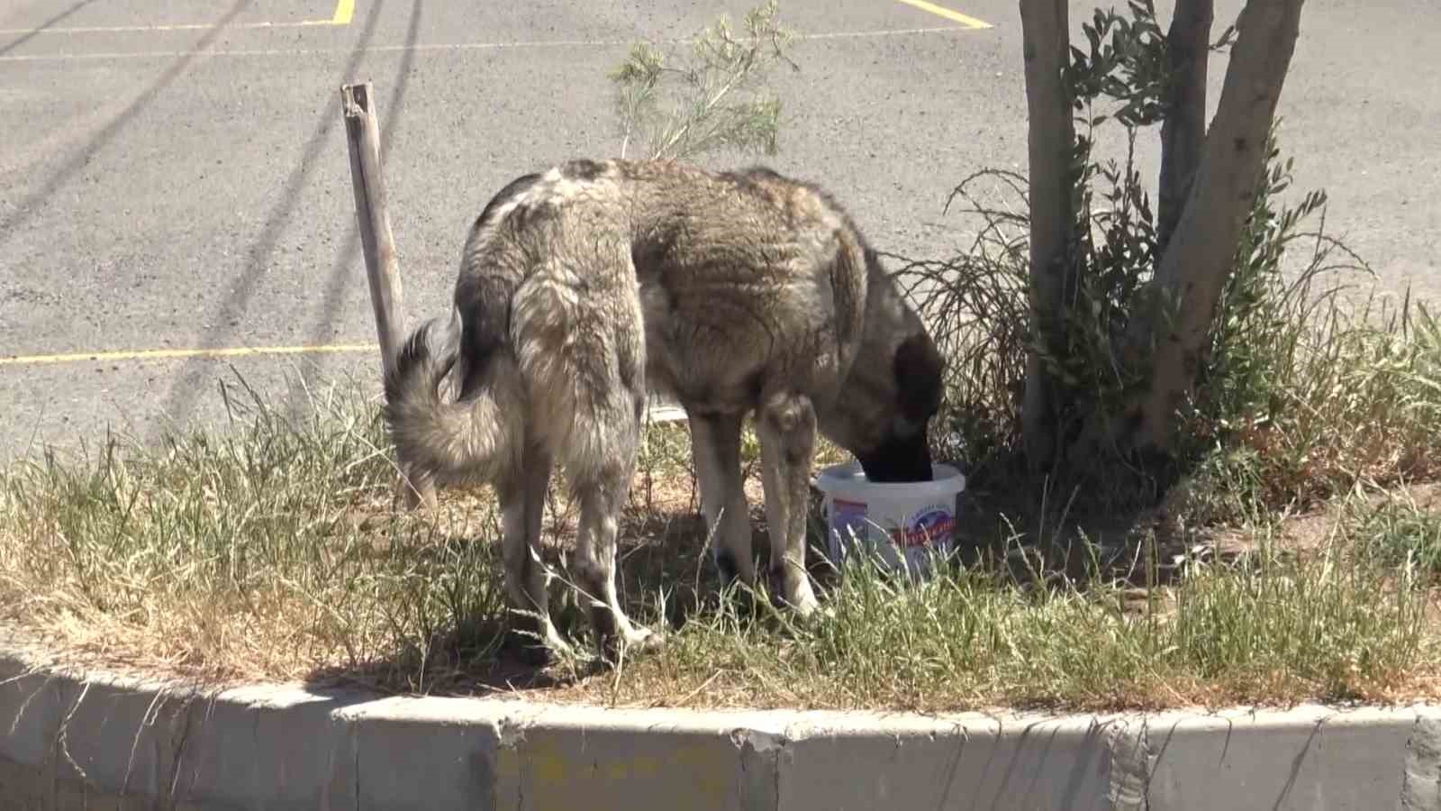 Son 53 yılın Temmuz ayında en sıcak yer 45,9 dereceyle Cizre oldu