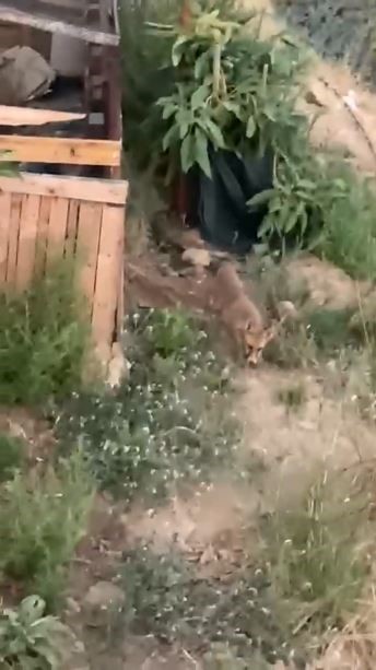 Tilki ve bahçe sahibi arasındaki sohbet gülümsetti :”Kümesten uzak dur, arkadaşlığımız bozulmasın!”