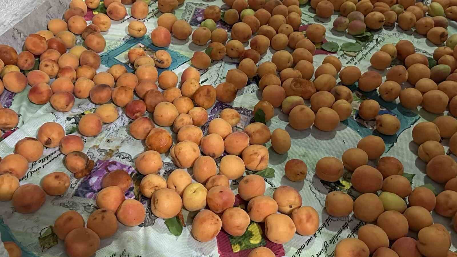 Yüksekova’da pestil yapımı