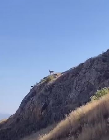 Nesli koruma altındaki dağ keçileri Harput’ta görüntülendi