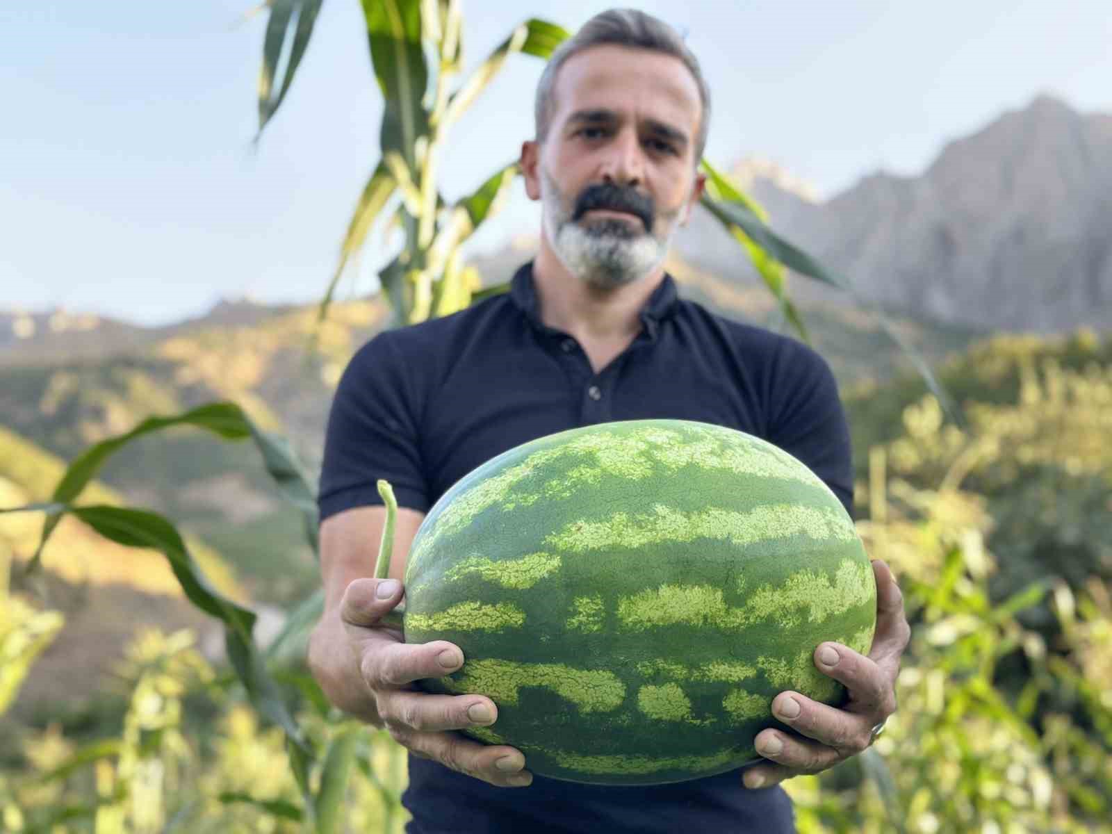 Hem öğretmen hem de çiftçi: Yetiştirdiği karpuzlar 20 kiloya ulaştı