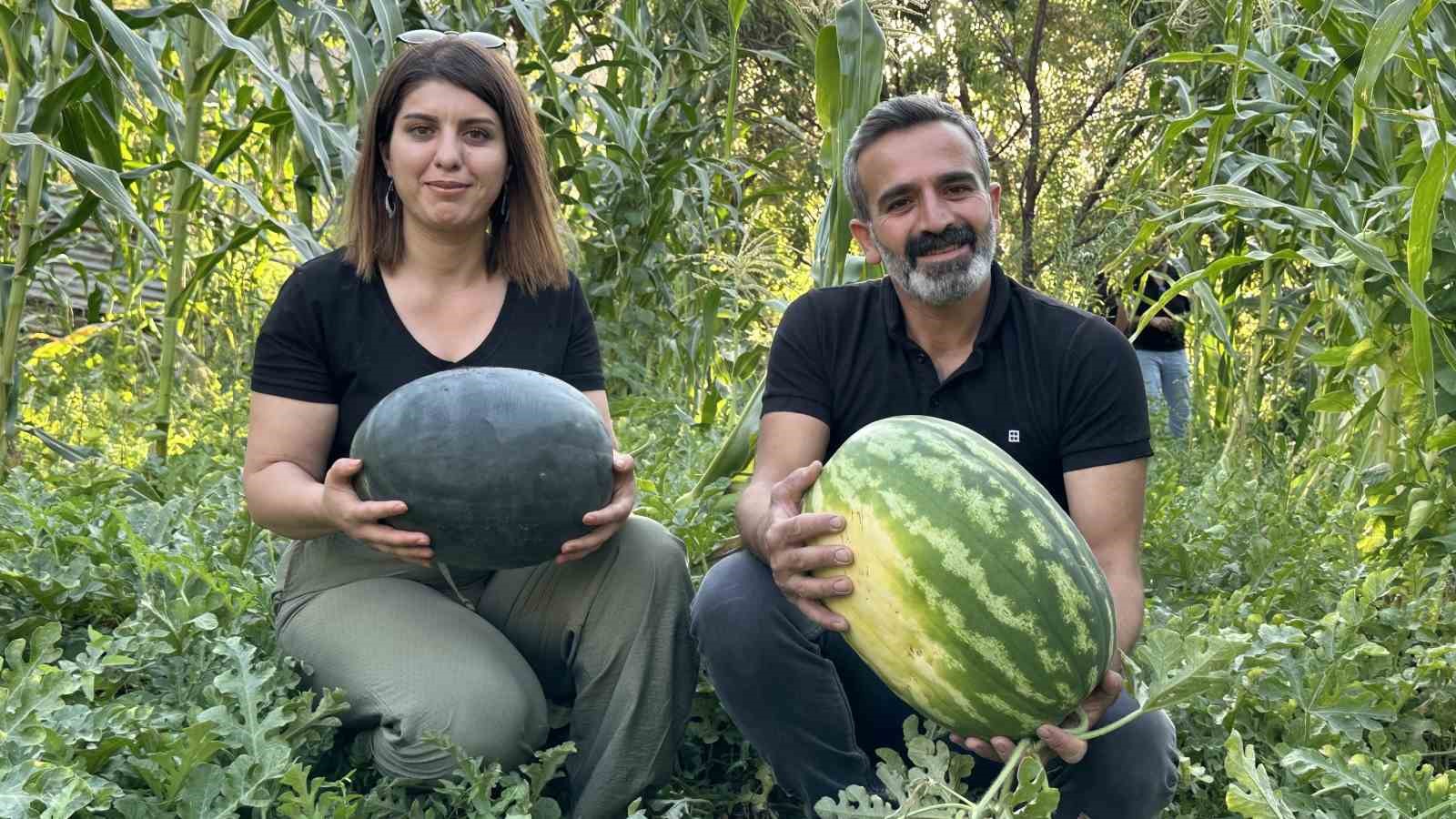 Hem öğretmen hem de çiftçi: Yetiştirdiği karpuzlar 20 kiloya ulaştı