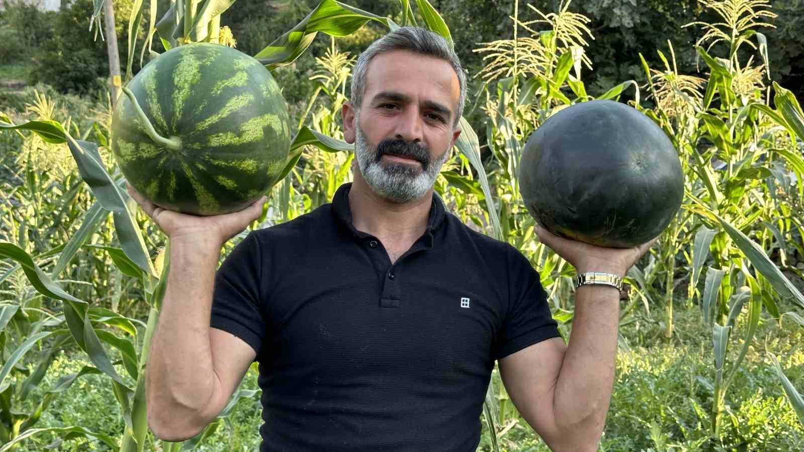 Hem öğretmen hem de çiftçi: Yetiştirdiği karpuzlar 20 kiloya ulaştı