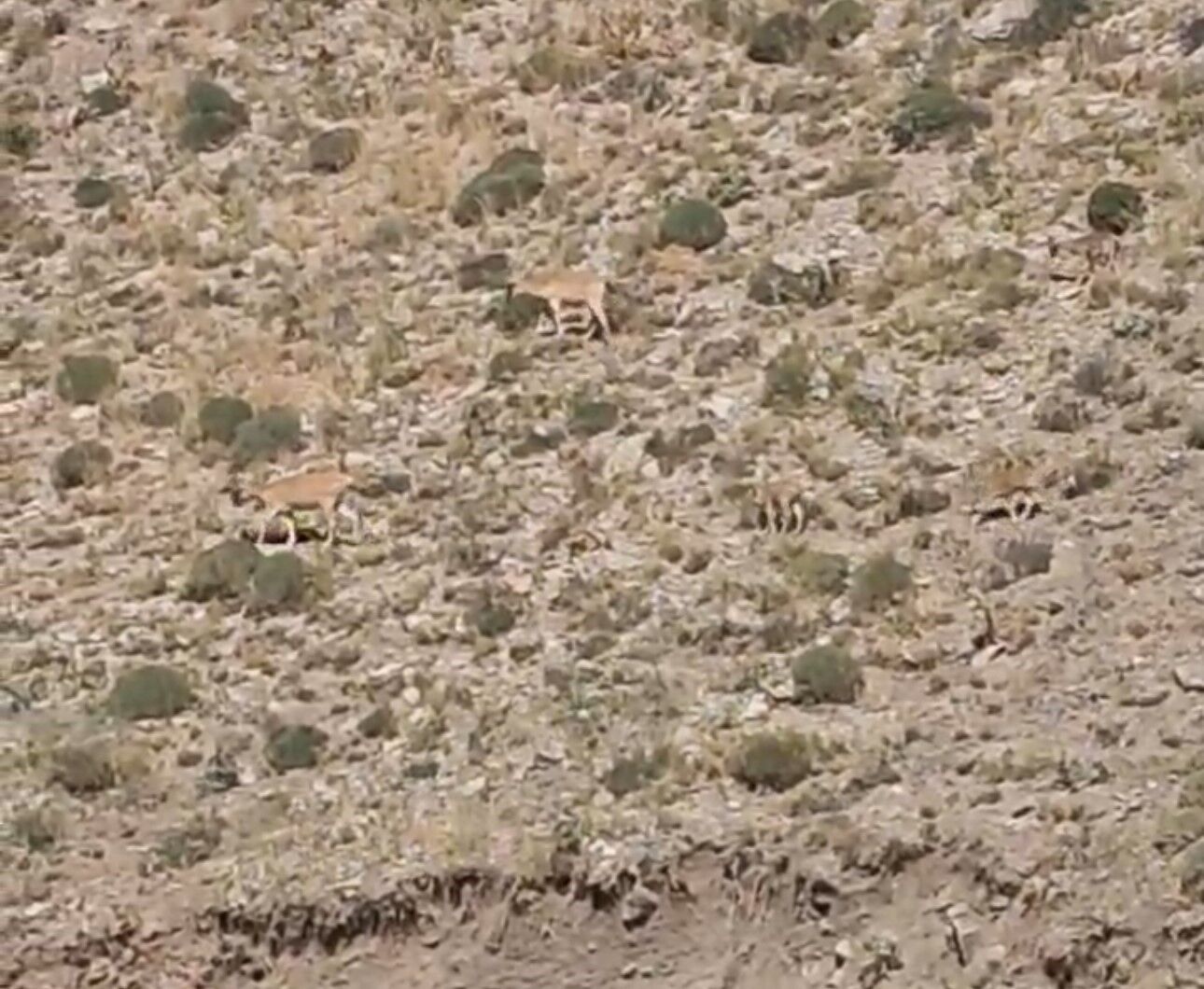 Van’da dağ keçileri yavruları ile görüntülendi