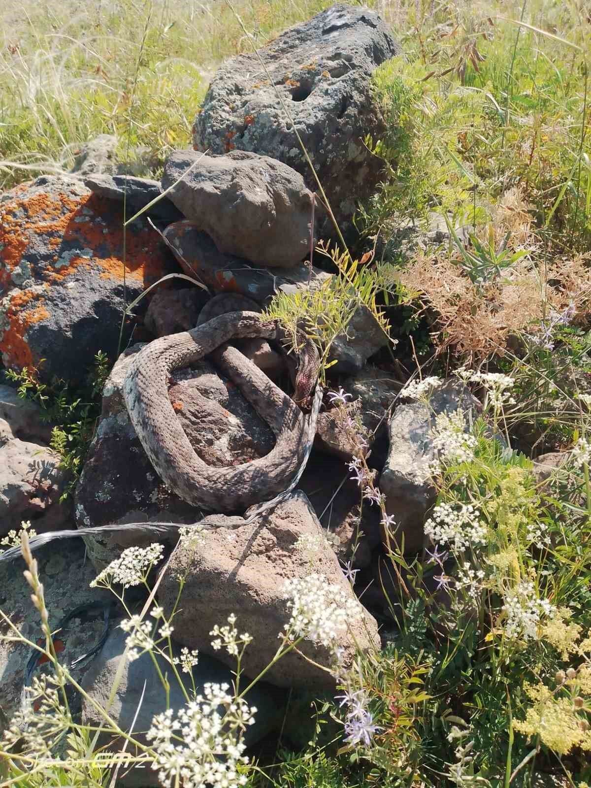 Lastik arasında 1 metre uzunluğundaki yılan korkuttu