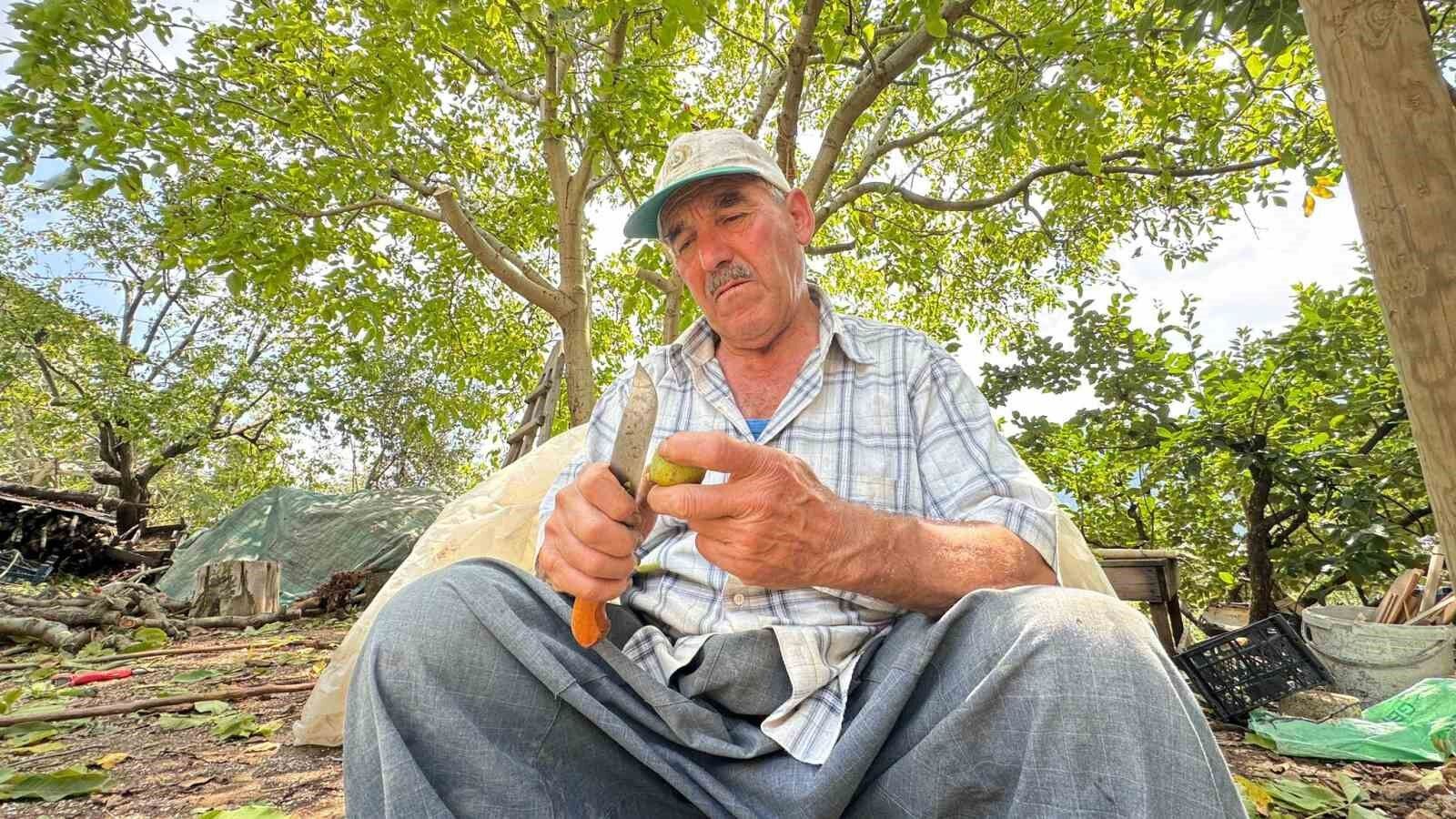 Üreticilerin ceviz hasadı mesaisi başladı