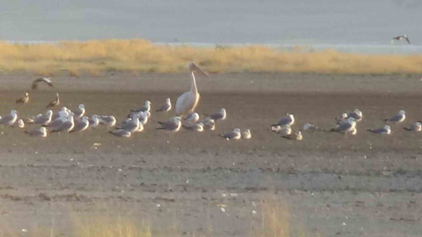 Ak Pelikan 40 yıl sonra Van’da görüldü