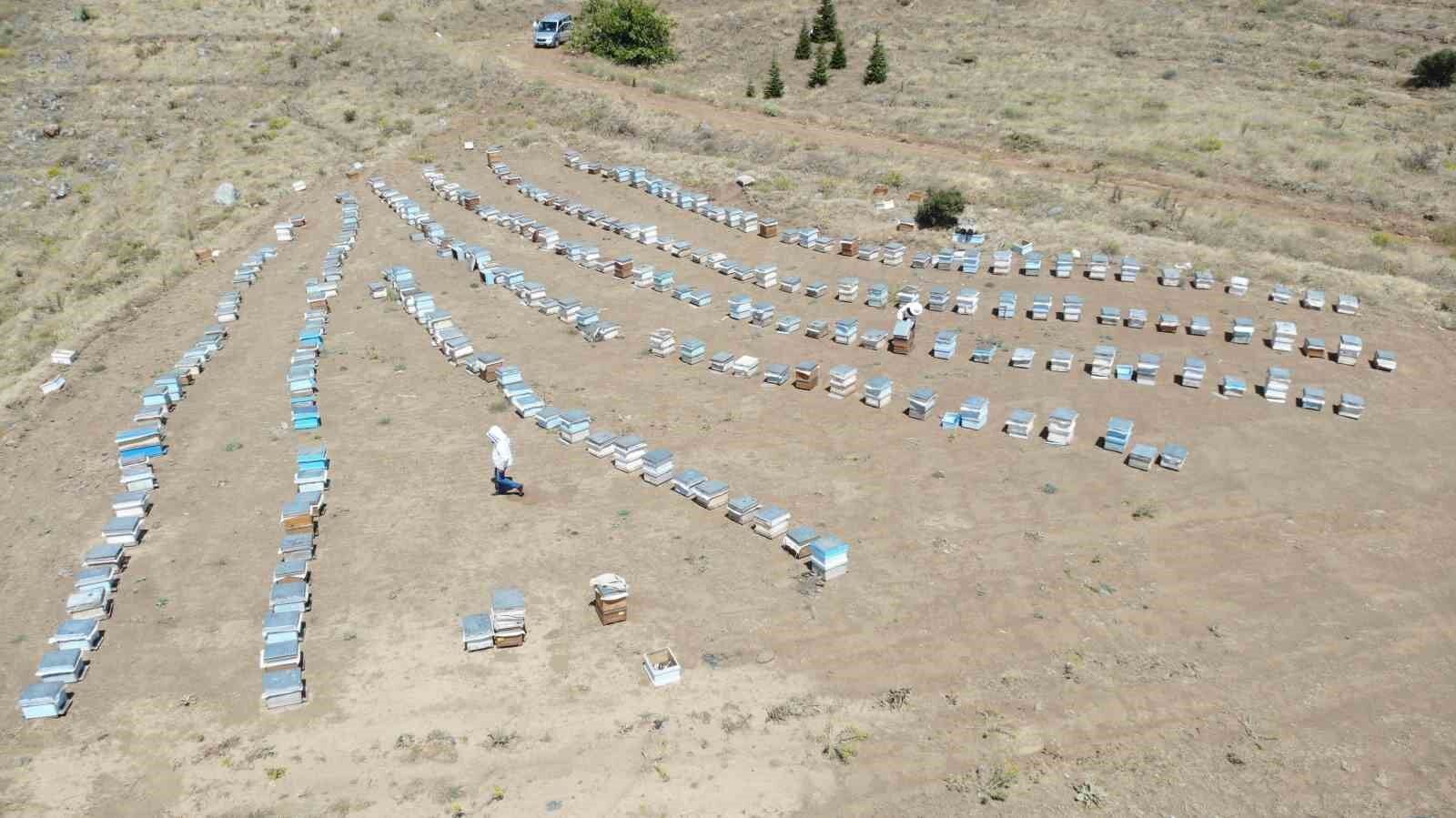 Erzincanlı arıcıların “tatlı” hasat telaşı başladı