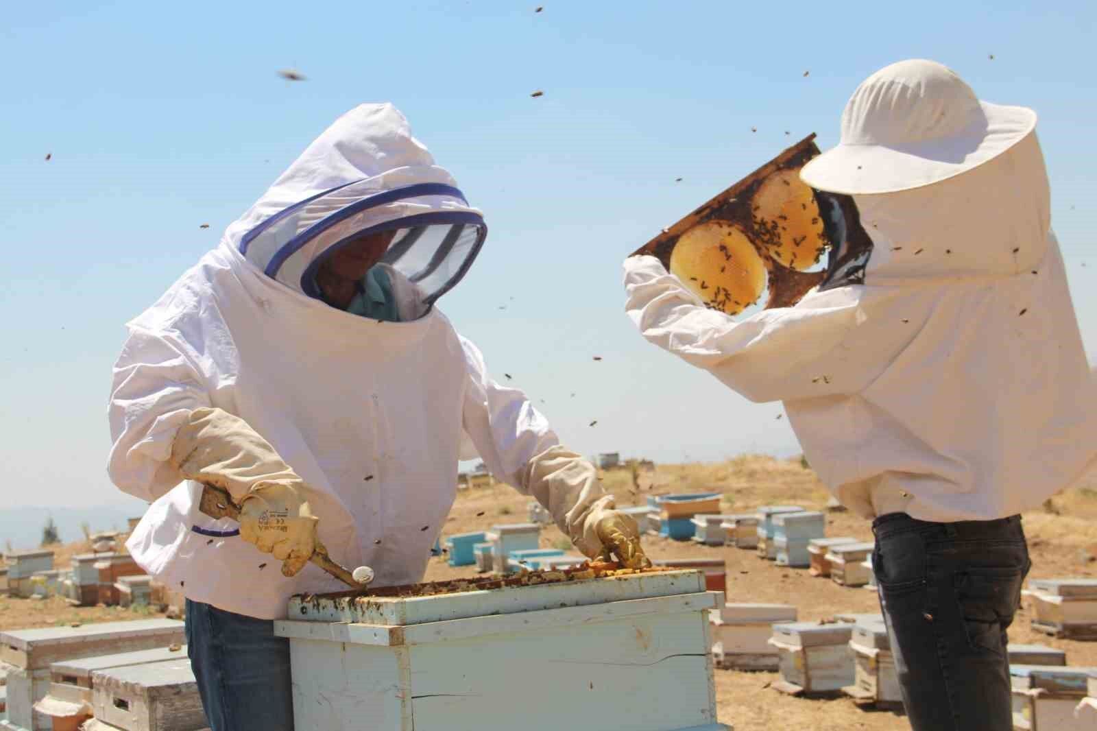 Erzincanlı arıcıların “tatlı” hasat telaşı başladı