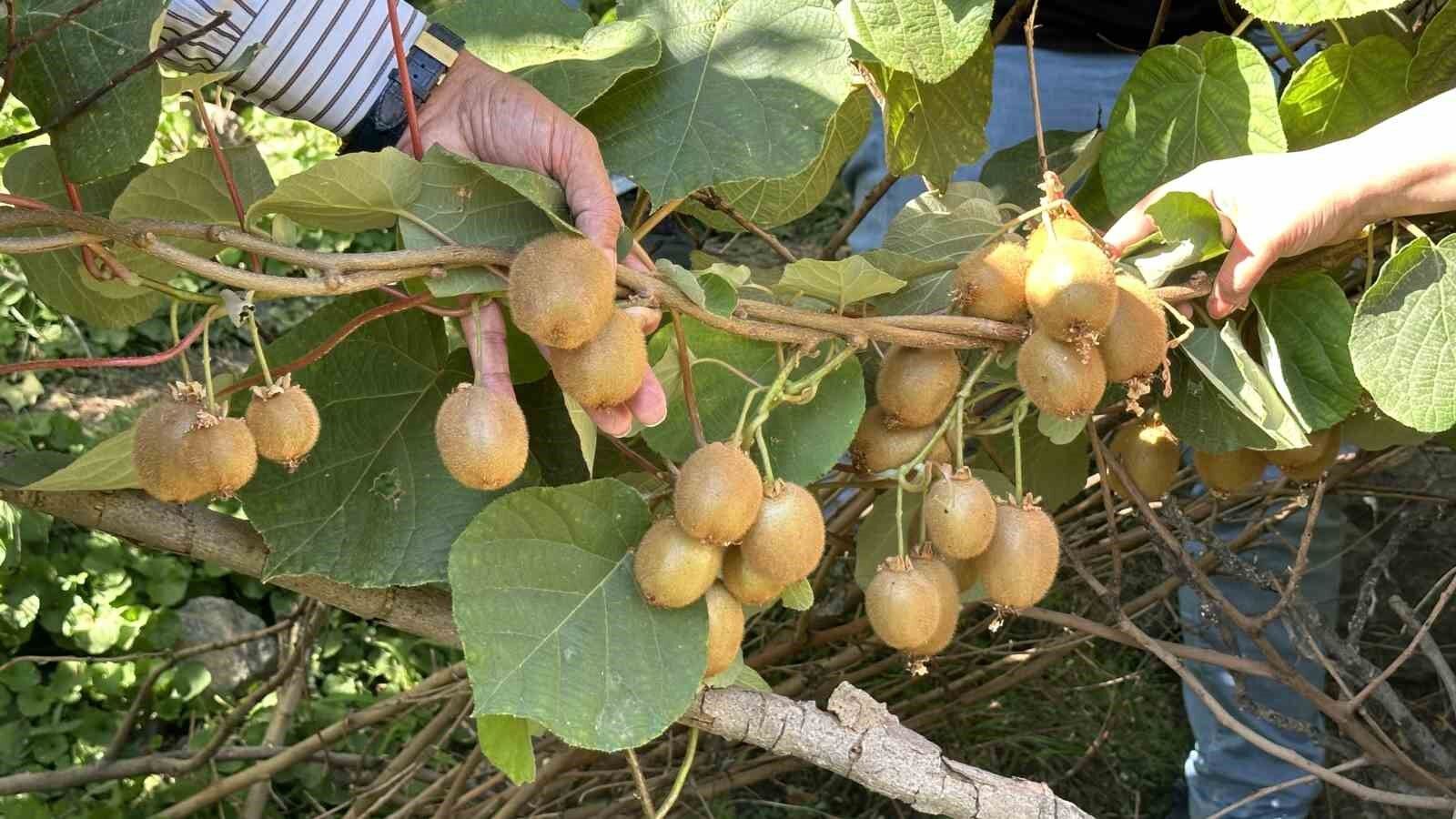 Yüksekova’da ilk kez kivi yetiştirildi