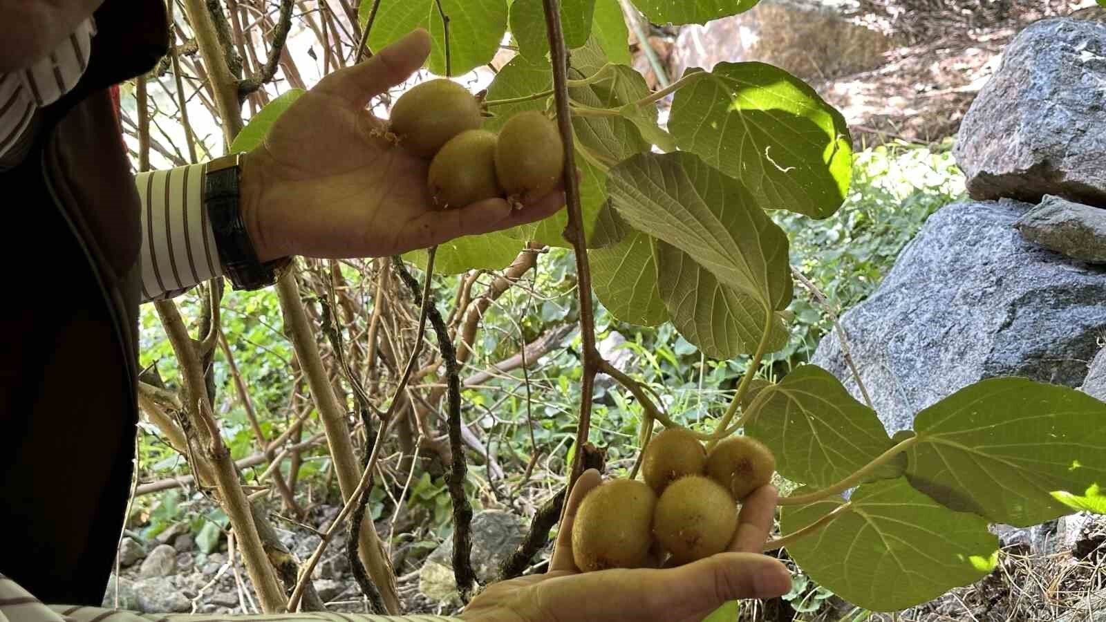 Yüksekova’da ilk kez kivi yetiştirildi
