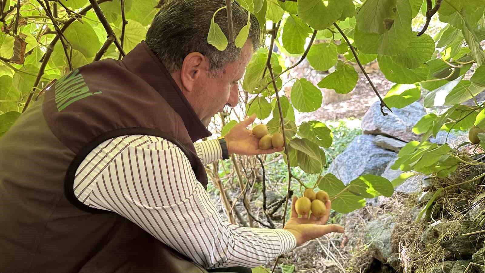 Yüksekova’da ilk kez kivi yetiştirildi