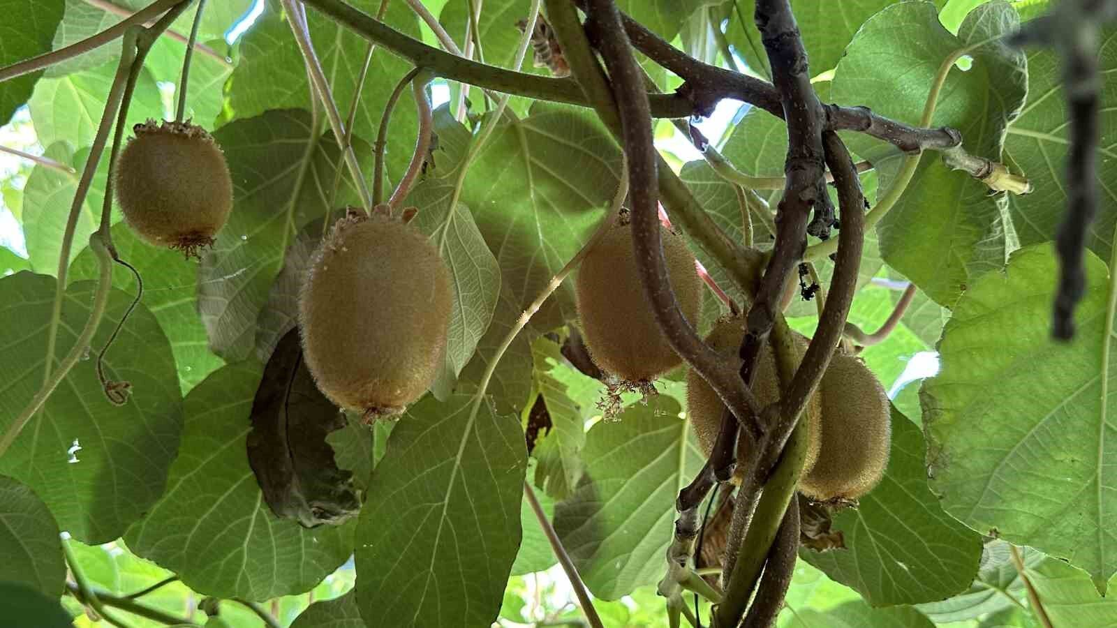 Yüksekova’da ilk kez kivi yetiştirildi