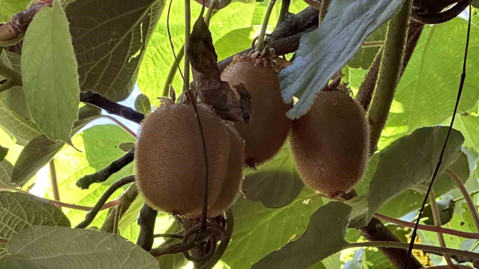 Yüksekova’da ilk kez kivi yetiştirildi