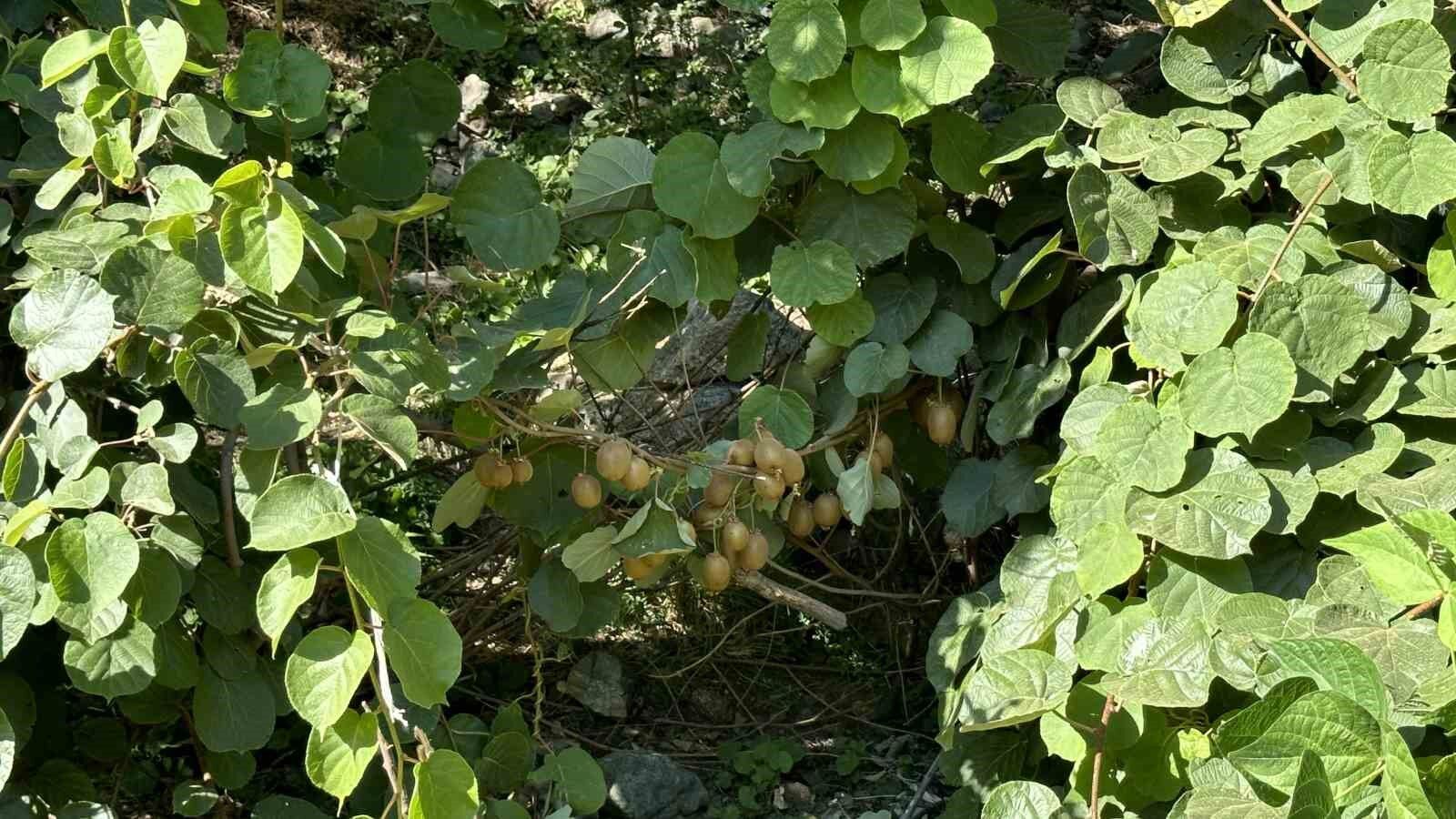 Yüksekova’da ilk kez kivi yetiştirildi