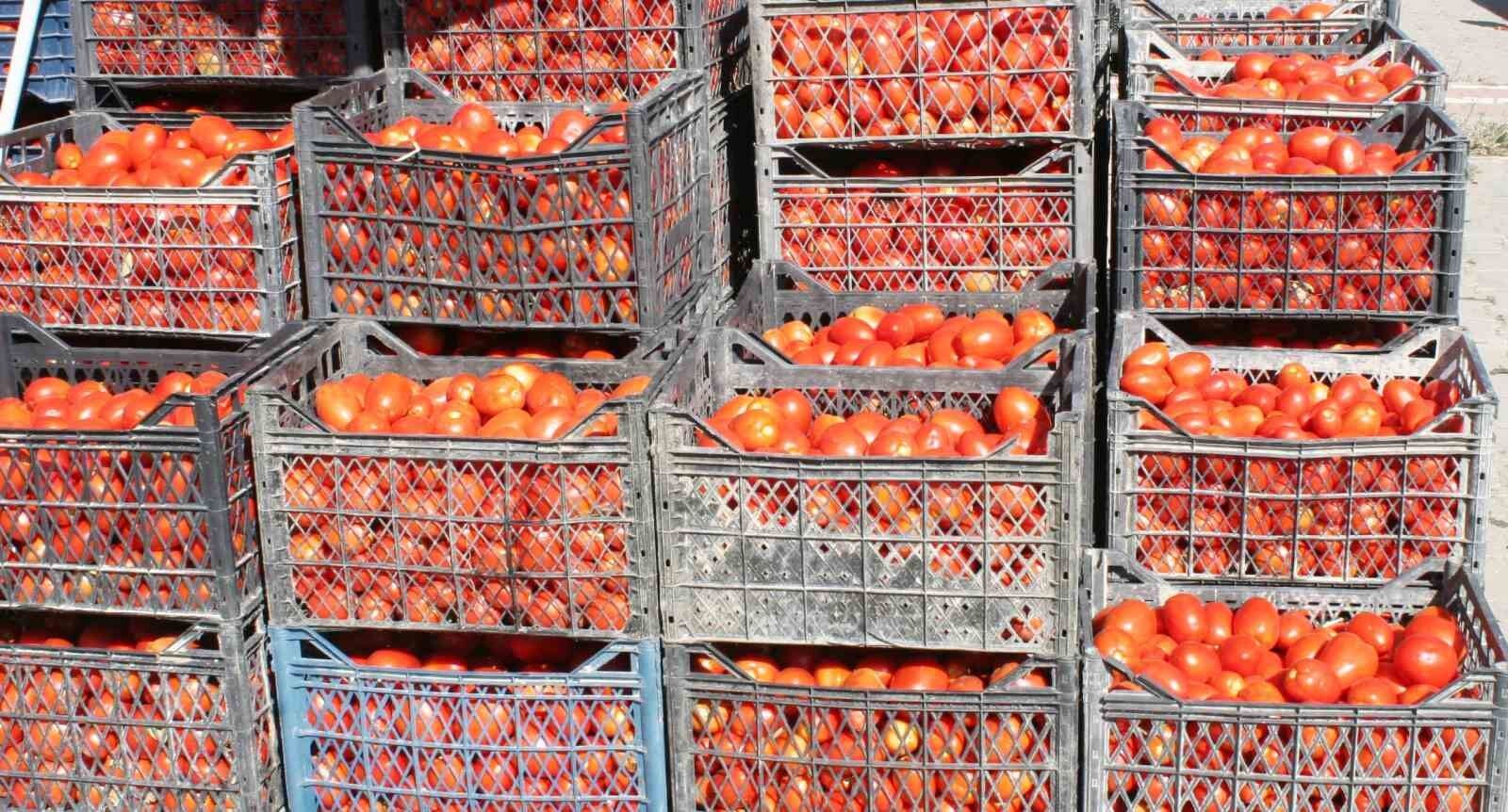 (ÖZEL) Salçalık domatesler görücüye çıktı