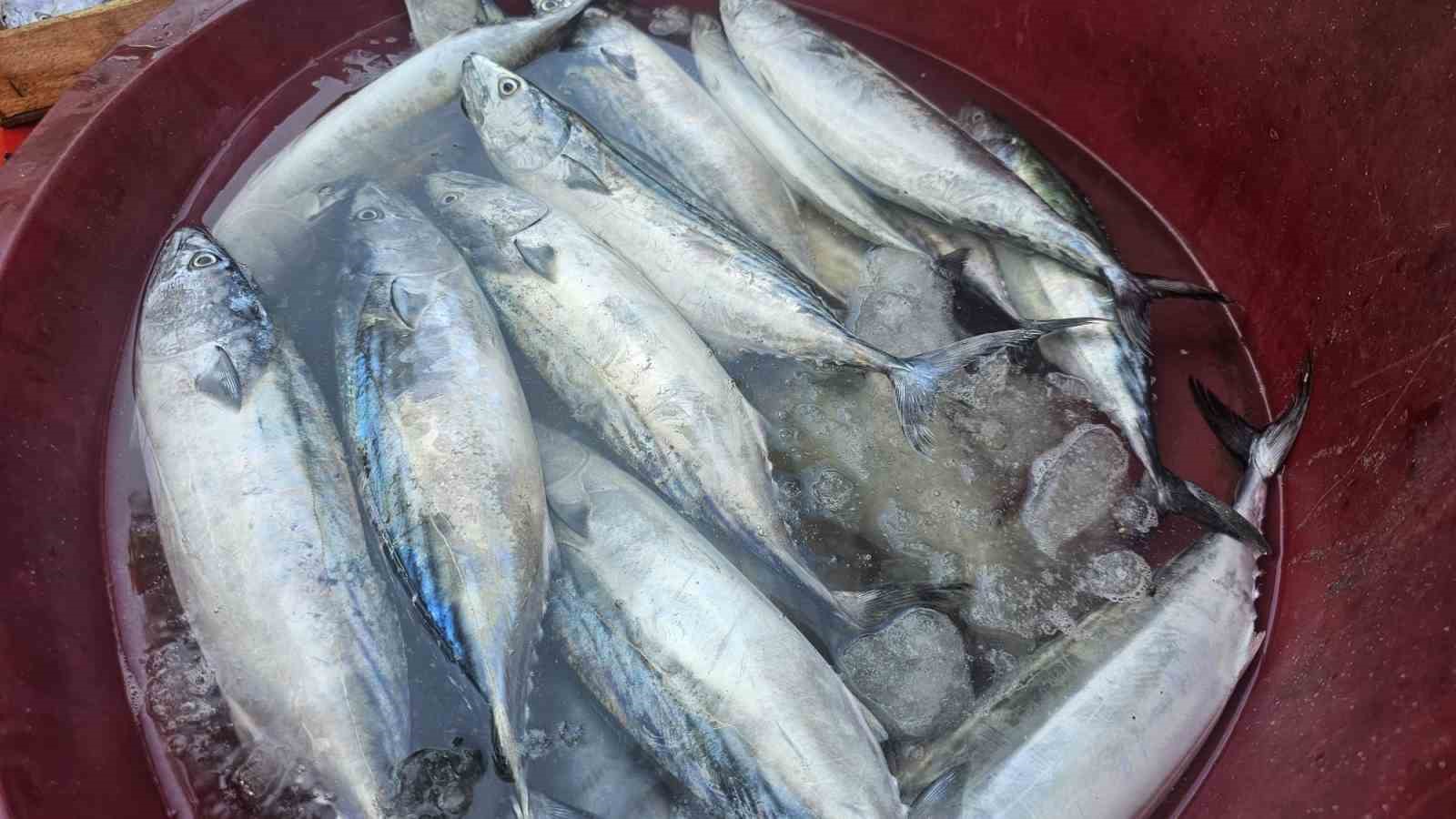 Balıkçılar palamut balığından umutlu