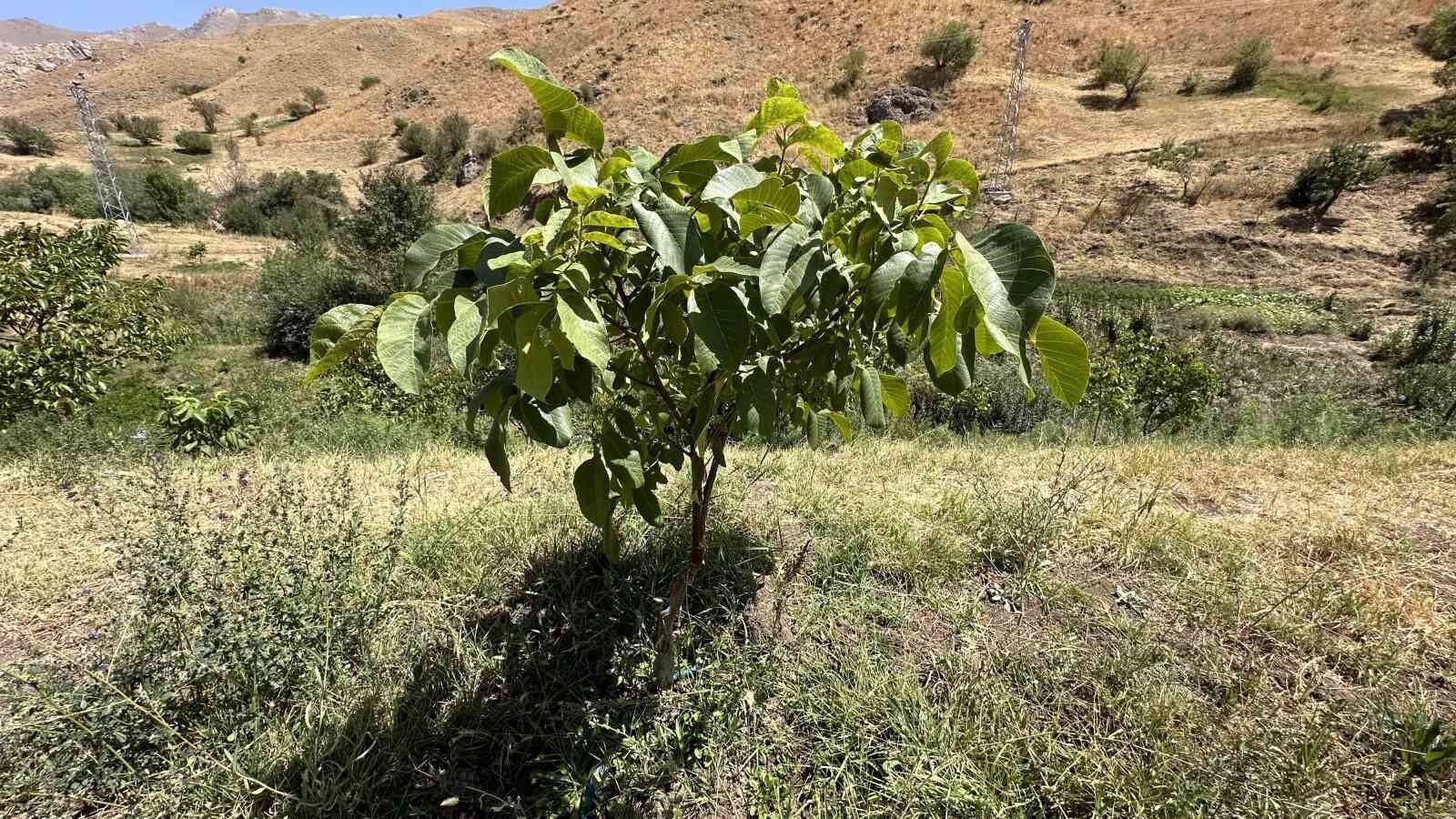 Hem öğretmen hem çiftçi