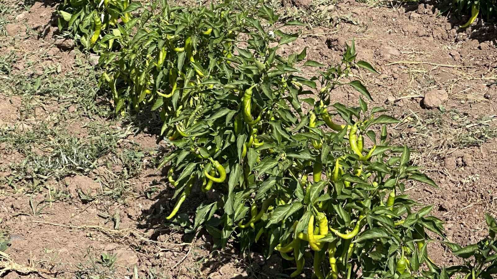 Hem öğretmen hem çiftçi